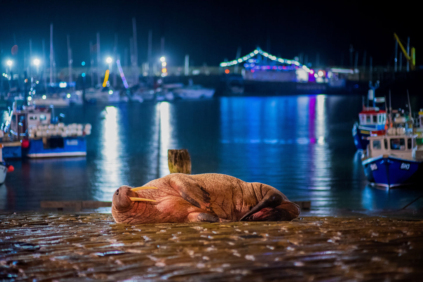 Thor the Walrus | Photography Print