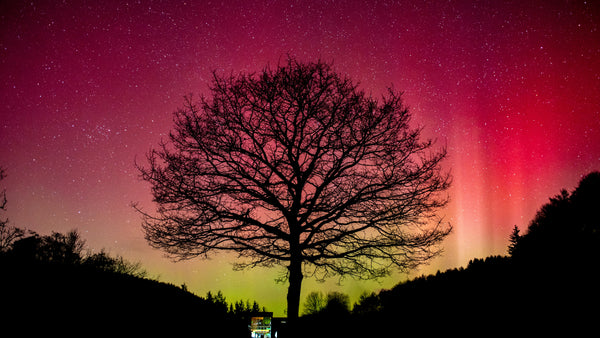 ASTRO DOGS VERY FIRST PHOTOGRAPHY EXHIBITION - CELESTIAL ADVENTURES!