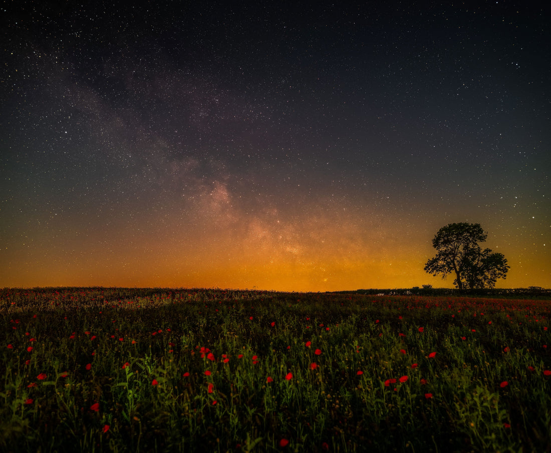 The Milky Way rising above a field of red poppies, with a warm glow of light pollution on the horizon