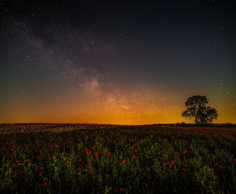 The Milky Way rising above a field of red poppies, with a warm glow of light pollution on the horizon