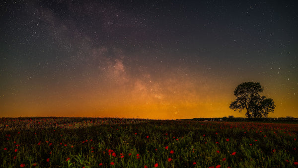 The Milky Way rising above a field of red poppies, with a warm glow of light pollution on the horizon