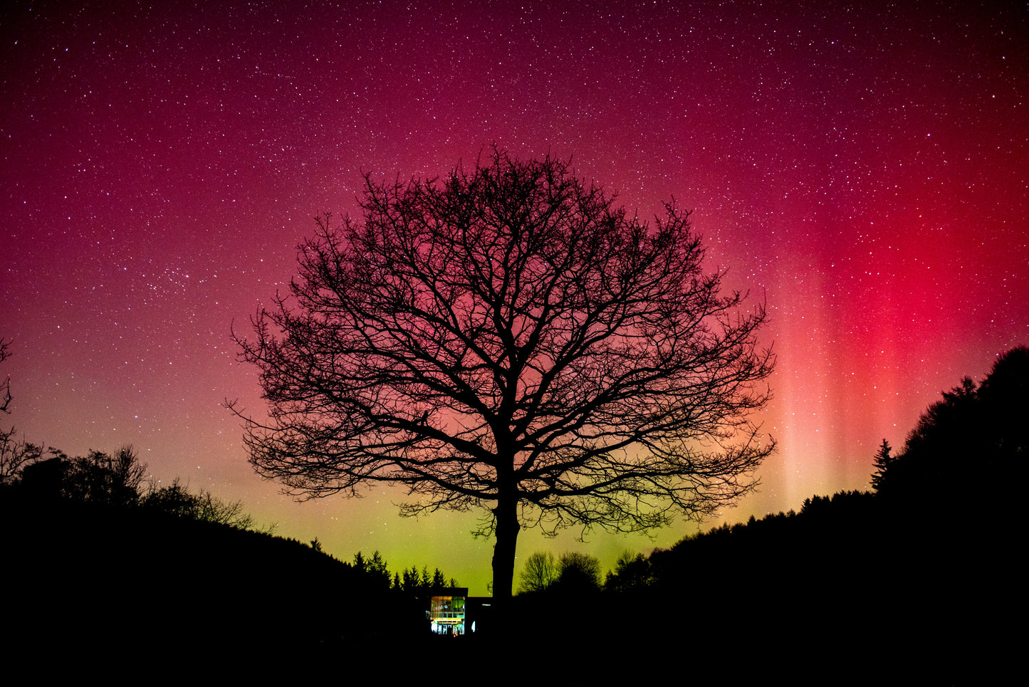 Dalby Forest Lone Tree Aurora | Photography Print